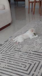 اکانت لول هزار